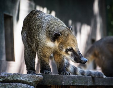 Nasua portre - Ring-tailed coati