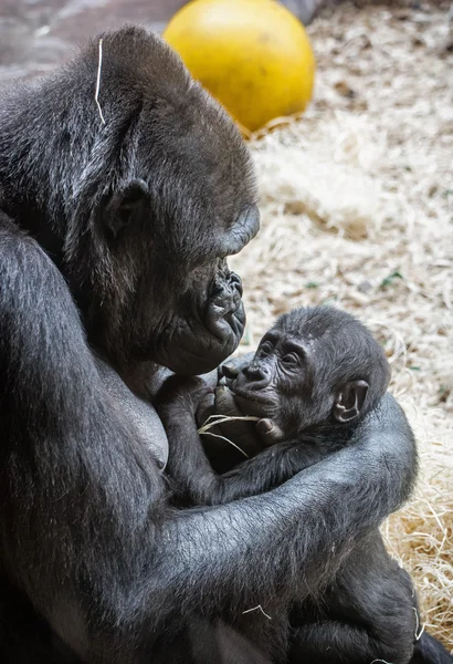 Ung Western låglandsgorilla - Gorilla gorilla gorilla — Stockfoto