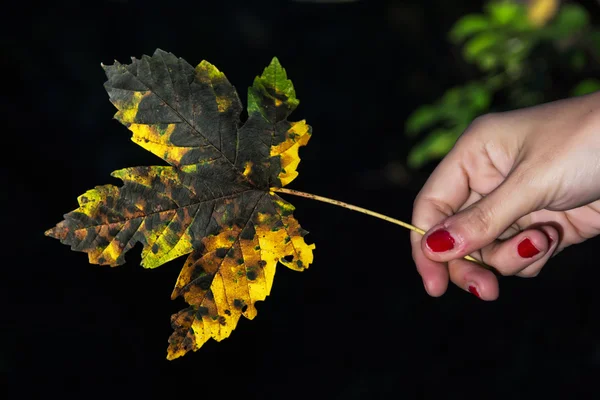 Gele herfst esdoornblad in vrouwelijke hand op de donkere backround — Stockfoto