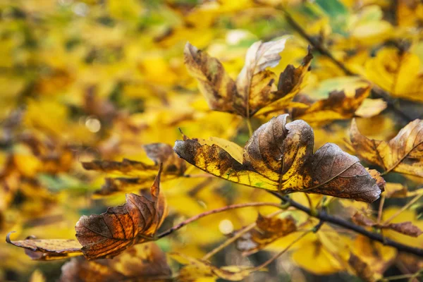 Foto de cerca del árbol de arce con hojas amarillas agrietadas — Foto de Stock