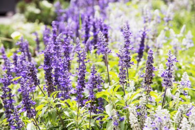 Lavanta çiçek parkta, doğada güzellik çiçeklenme