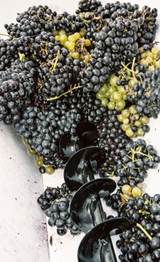 Demet üzüm asma basında, soğuk Fotoğraf Filtresi