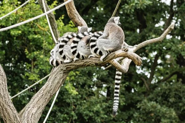 Gruppo di lemuri dalla coda ad anello - Lemur catta - appoggiati sull'albero — Foto Stock