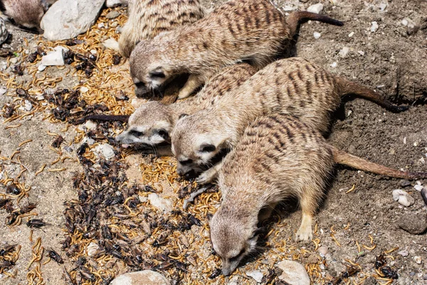 Group of Meerkats - Suricata suricatta - are fed insect, animal — Stock Photo, Image