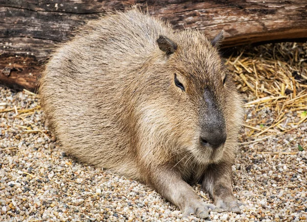Capibara portret - Hydrochoerus hydrochaeris — Stockfoto