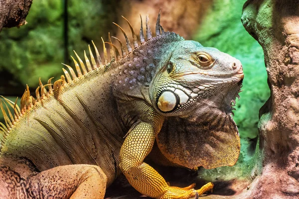 Närbild porträtt av Grön leguan - Iguana iguana — Stockfoto