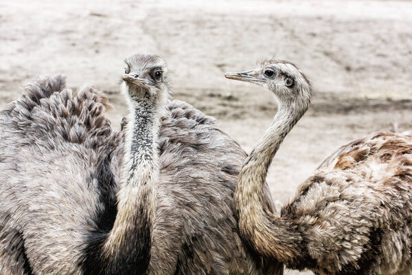 Pair of Emu birds - Dromaius novaehollandiae