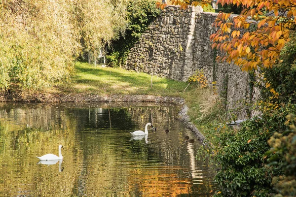 Wassergraben mit Schwänen und Enten im Herbst, leuchtende Farben — Stockfoto