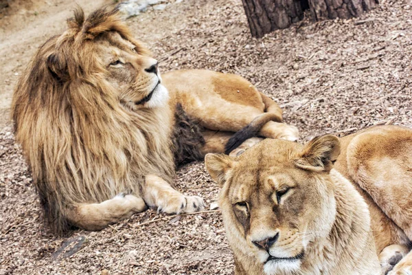 Couple de lions de Barbarie Panthera leo leo, animal en voie de disparition — Photo