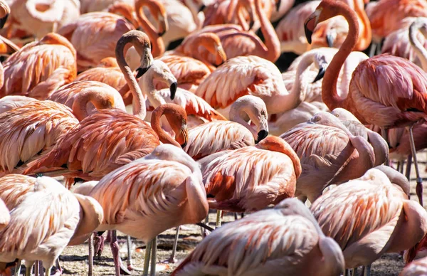 Colonie de flamants chiliens, scène animale — Photo