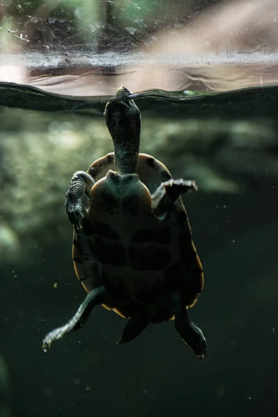 Tartaruga a arrancar a cabeça da água para respirar, tartaruga — Fotografia de Stock