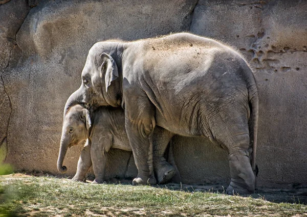 Elefante asiático - Elephas maximus, madre con cachorro — Foto de Stock