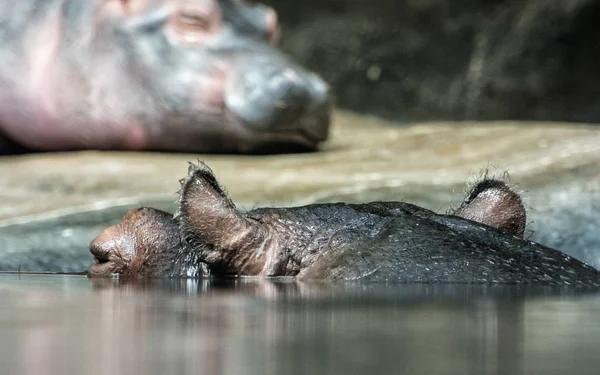 하 마-하 마 amphibius, 물에 휴식 하는 동물 — 스톡 사진