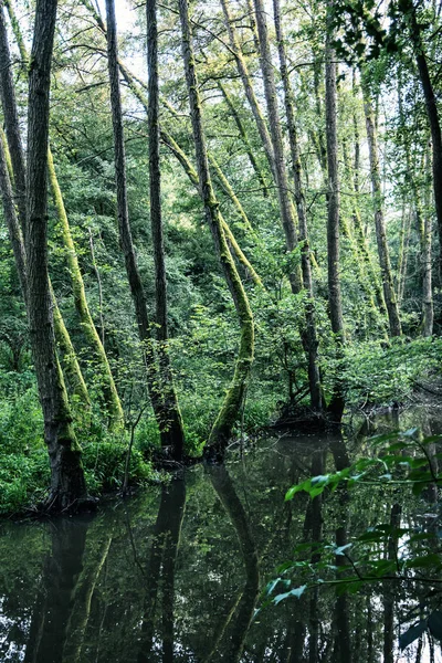 Groene Woud wordt weerspiegeld in het water, seizoensgebonden natuurlijke scène — Stockfoto