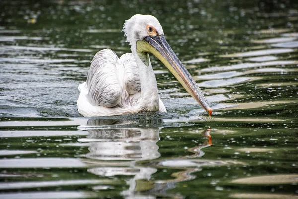 Pelikan różowy - Pelecanus onocrotalus w jeziorze — Zdjęcie stockowe