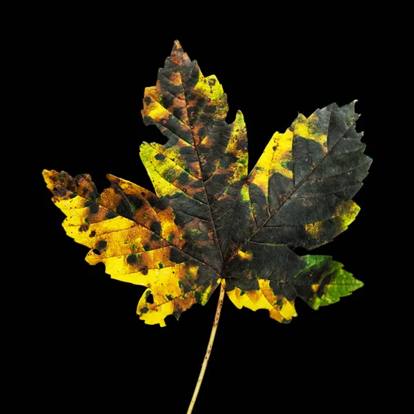 Folha de bordo de outono colorido no fundo escuro — Fotografia de Stock