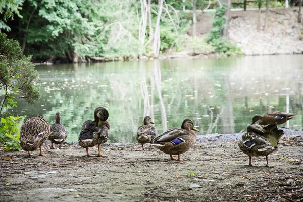 Wild mallard ducks on the lake shore — Stock Photo, Image