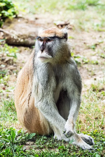 Retrato de macaco-patas - Eritrocebus patas — Fotografia de Stock