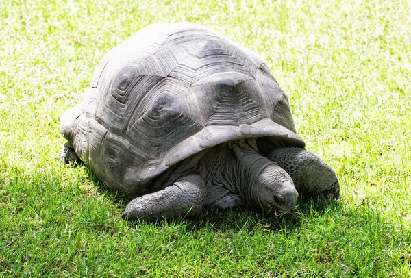 Tortuga grande alimentándose en la hierba verde, belleza en la naturaleza — Foto de Stock