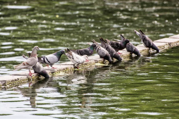 Pigeons drinking water, natural scene — Stock Photo, Image