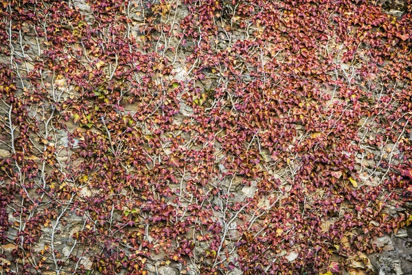 Parete ricoperta di edera — Foto Stock