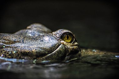 Gharial - Gavialis gangeticus göz