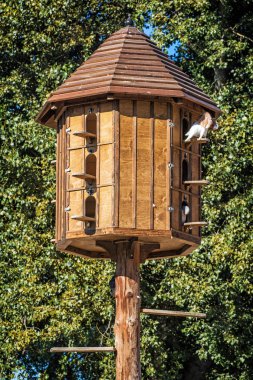 Ahşap dovecote ormandaki güvercinler ile