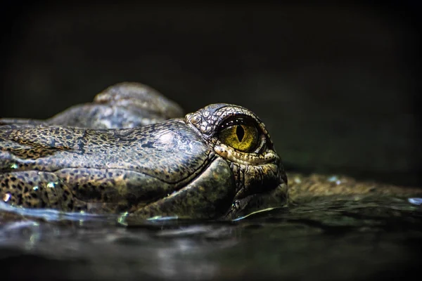 Gangeszi gaviál - Gavialis gangeticus szem — Stock Fotó