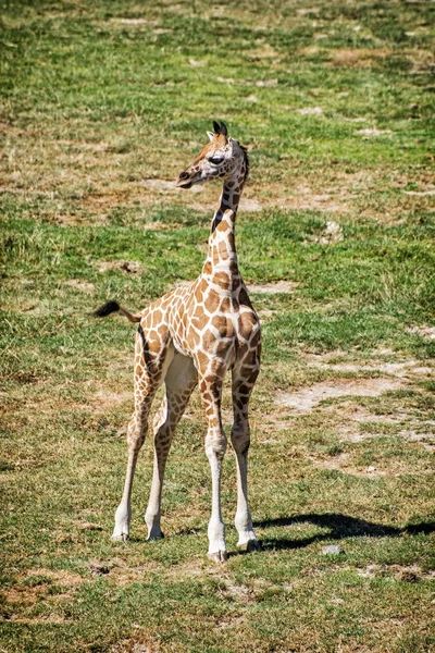 Petit de girafe de Rothschild — Photo