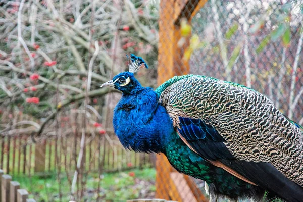 Bella pavone indiano in posa nel parco — Foto Stock