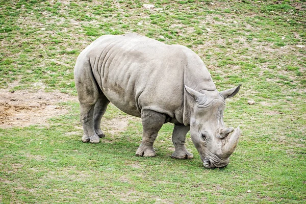 Білий носоріг - Ceratotherium simum — стокове фото