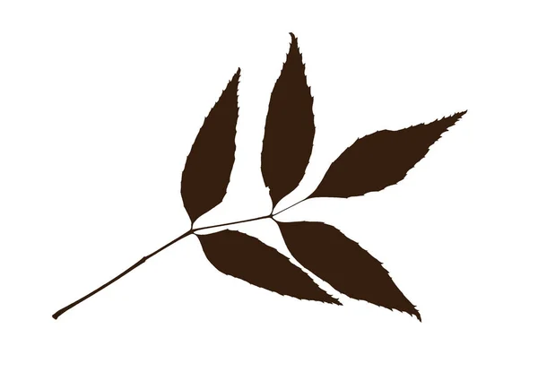 Kahverengi beyaz arka plan üzerinde yaprak şeklinde — Stok fotoğraf