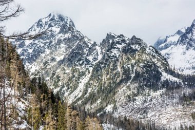 Doğal afet ve karlı zirveleri yüksek Tat sonra çam ormanı