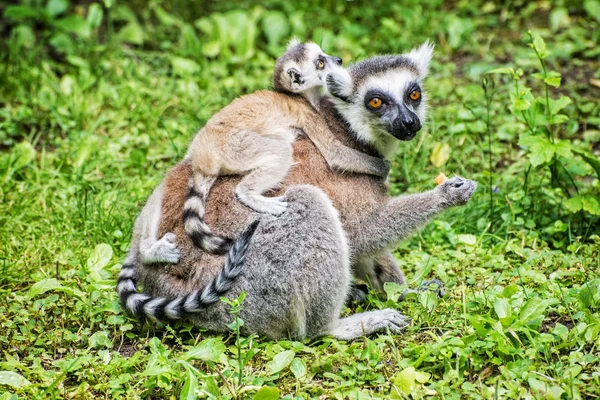 Lémure-de-cauda-anelada - Lémure catta - com crias — Fotografia de Stock