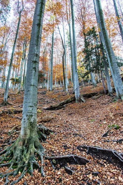 Uzun boylu ağaçlar ile sonbahar renkli orman — Stok fotoğraf