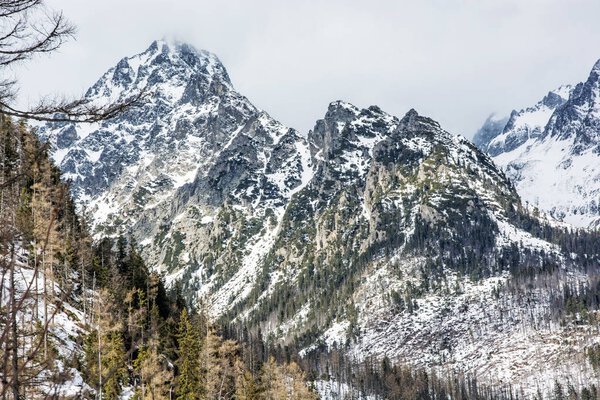 Сельский лес после стихийных бедствий и снежных вершин в Высоком Тате
