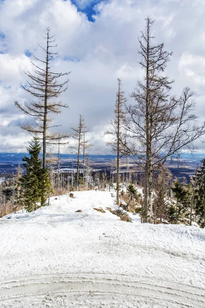 Chodník ve sněhu a mrtvé stromy po přírodní katastrofě v — Stock fotografie