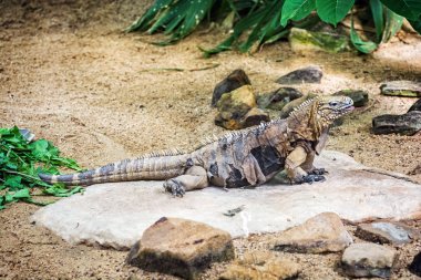 Küba rock iguana - Cyclura evlenecek çağa gelmiş, kertenkele sahne