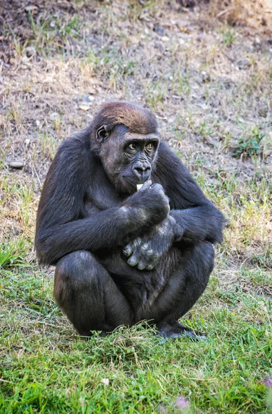 Westelijke laaglandgorilla is eten — Stockfoto