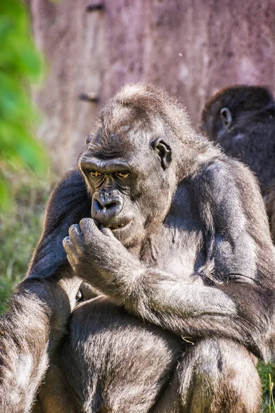 Gorila de tierras bajas occidentales está posando — Foto de Stock