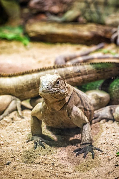 Iguana de roca cubana - Cyclura nubile, escena de lagarto — Foto de Stock
