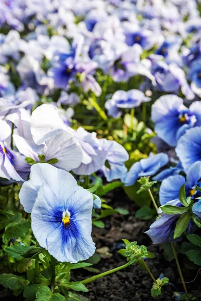 Blå penséer, våren — Stockfoto