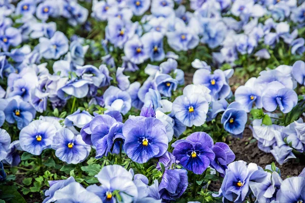Blauwe viooltjes, lente — Stockfoto