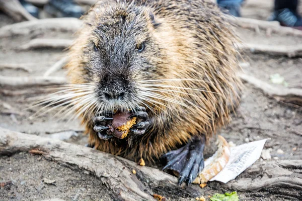 Muskrat está comiendo pan de jengibre, retrato animal — Foto de Stock