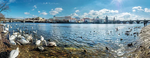 Cisnes en Vltava y puente de Carlos en Praga, panorama — Foto de Stock