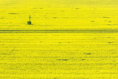 Kolza tohumu alan bahar zaman çiçeklenme