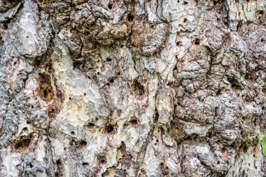 Kozalaklı ağaç kabuğu arka plan