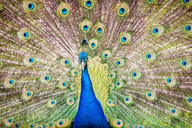 Hint tavuskuşu - pavo cristatus