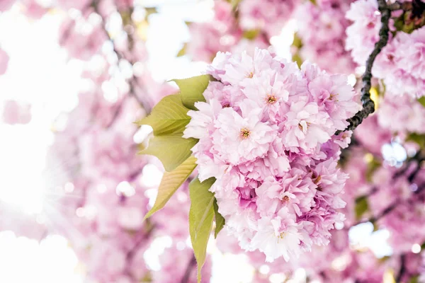 Árvores de sakura floridas, close up cena da primavera — Fotografia de Stock