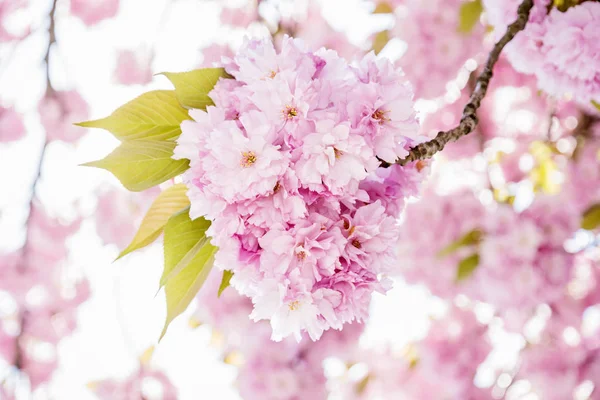 Blommande sakura träd, närbild springtime scen — Stockfoto